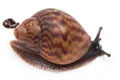 Achatina achatina Ghana F2